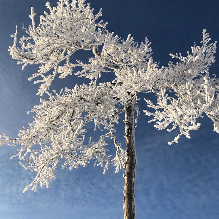 Winter trees in frost - My, Nature, Tree, The photo, Winter, Mountainous terrain