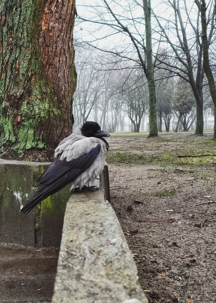 Winged beauty - My, Crow, Bird watching, Brest