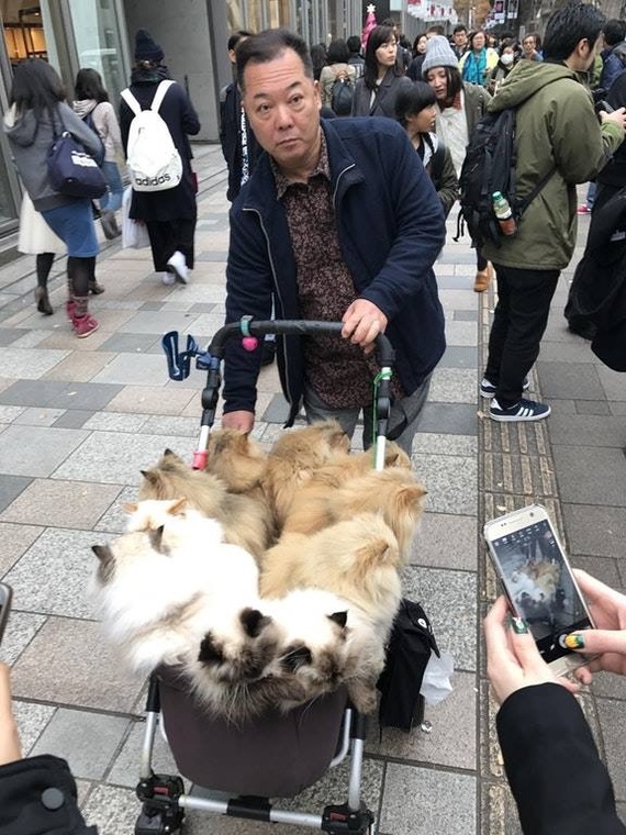 Let me through, I'm with a stroller - cat, Catomafia, Stroller