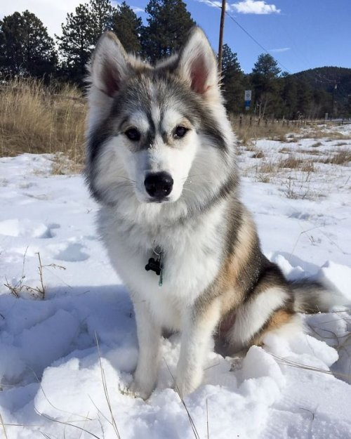 Husky +. What do Husky crosses with other breeds look like? - Husky, Hybrid, Dog, Longpost