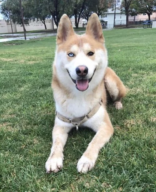 Хаски +. Как выглядят помеси хаски с другими породами Хаски, Помесь, Собака, Длиннопост