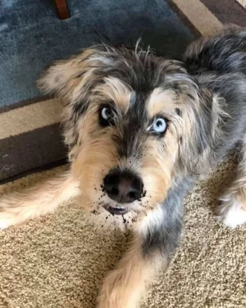 Хаски +. Как выглядят помеси хаски с другими породами Хаски, Помесь, Собака, Длиннопост