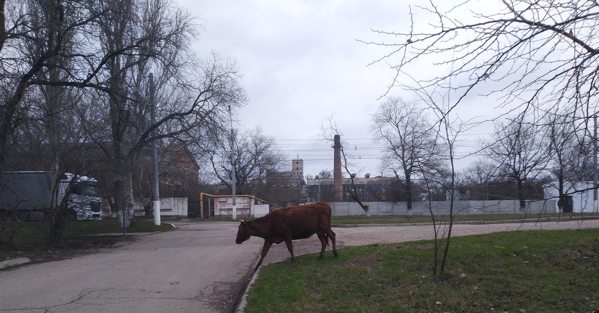 Корова крым. Корова гуляет по городу. Коровы в Абазе гуляют по городу. Город Крыма корова бизнес.