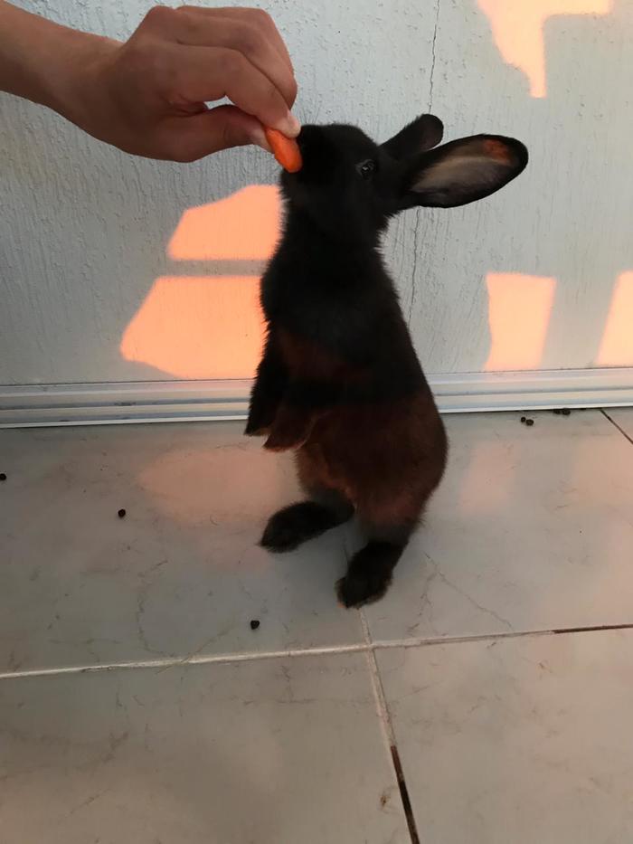 Rabbit and carrot - My, Rabbit, Animals, Pets, The photo, Longpost, Black