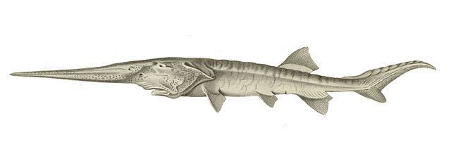 Largest freshwater fish declared extinct - A fish, China, Extinction