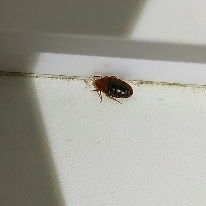 Help identify an insect - My, Жуки, Biology, Entomology, Insects, Help me find, Longpost