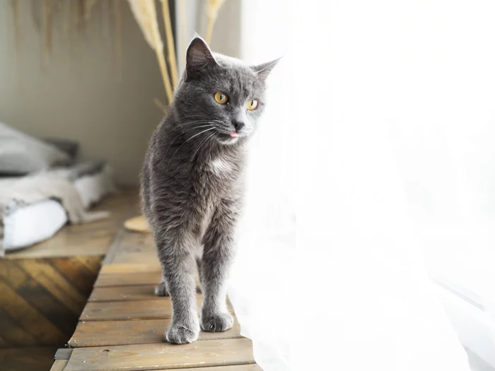 Фотосессия котиков приюта г. Челябинск - Моё, Кот, Котомафия, Без рейтинга, Челябинск, Приют, Длиннопост
