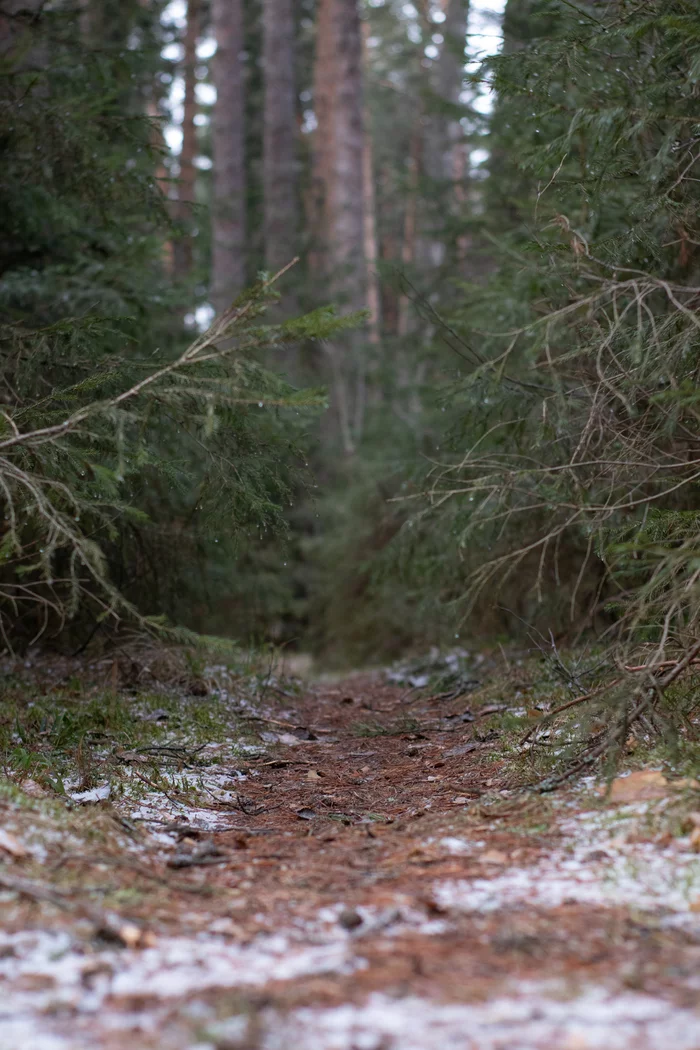 Adventure Road - My, Forest, Russia, Path, The photo