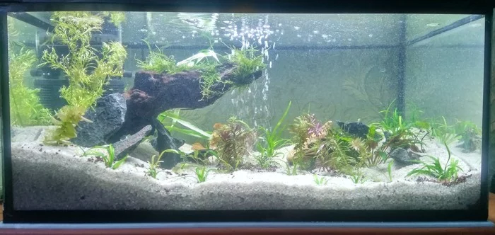 Aquarium - My, Aquarium, Aquarium, Longpost