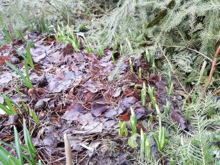 Snowdrops - Saint Petersburg, Abnormal weather, Spring, Snowdrops flowers, The photo