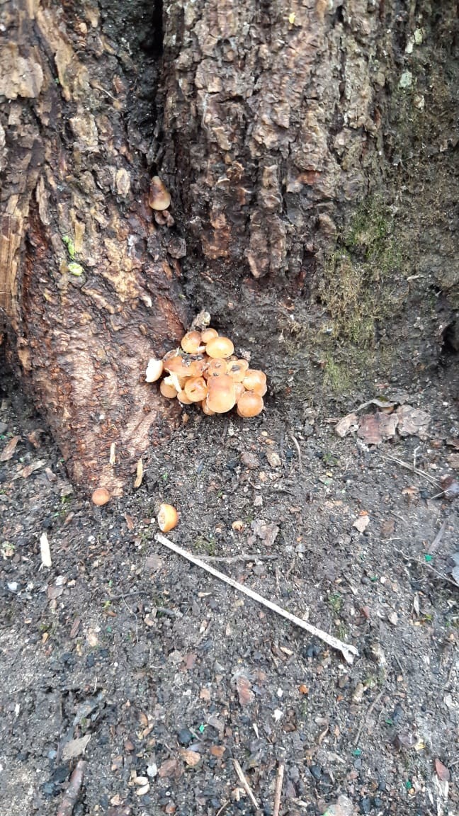 Guys, mushrooms went - My, Mushrooms, Climate, Weather, Moscow, Winter