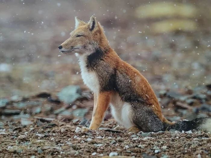 Tibetan fox learned Zen ^.^ - Tibetan fox, Animals, The photo, Fox