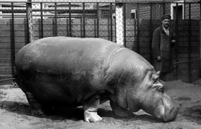 Why don't Europeans have Leningrad breed hippopotamuses? - Leningrad, The Great Patriotic War, Zoo, Leningrad Zoo, Girls, hippopotamus, Longpost