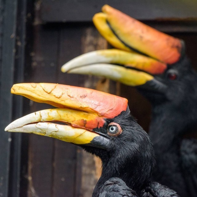 This is how hornbill chicks are fed at a Czech zoo. - Birds, Zoo, Rhinoceros Bird, The photo, Feeding