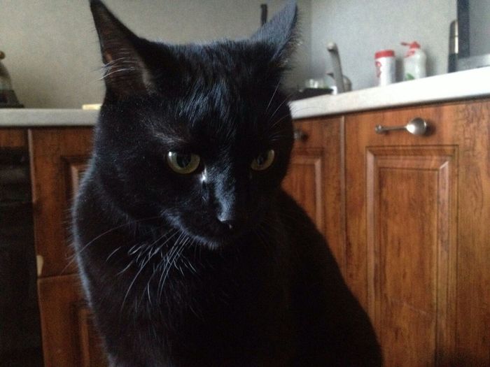 ��� �����������