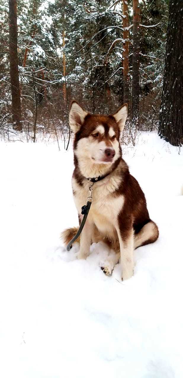 Lilu - Alaskan Malamute in our pack, part 1 - My, The photo, Dog, Alaskan Malamute, Laika, Winter, Snow, Story, Longpost