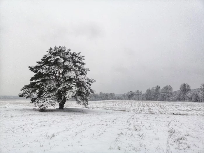 To Loughin Island. Photos from the bike ride - My, A bike, Forest, Snowfall, Longpost