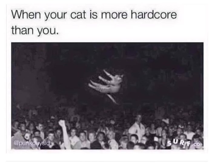 When your cat is more hardcore than you - cat, Rock concert, Hardcore