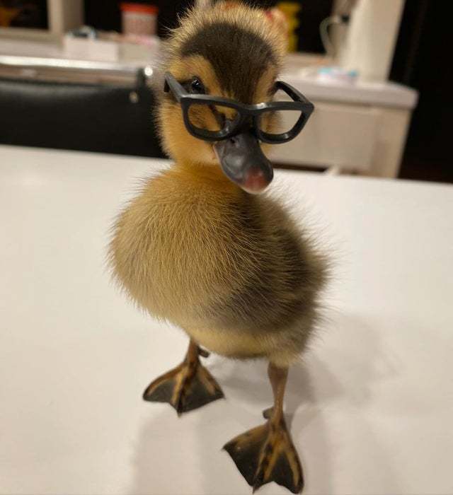 Glasses for a little duckling - Ducklings, Glasses, Milota