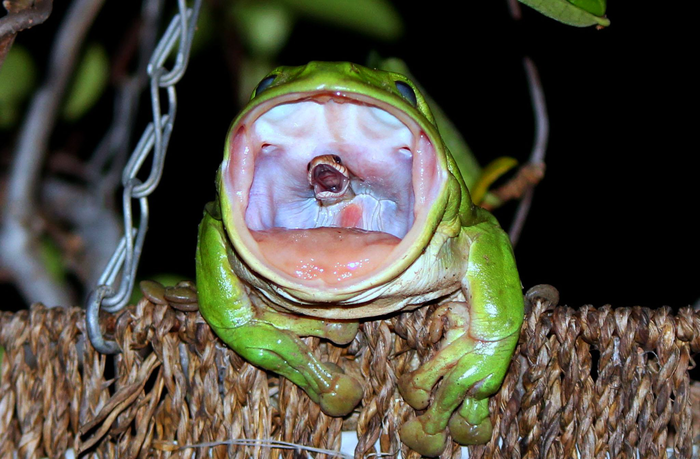 "Последний писк"