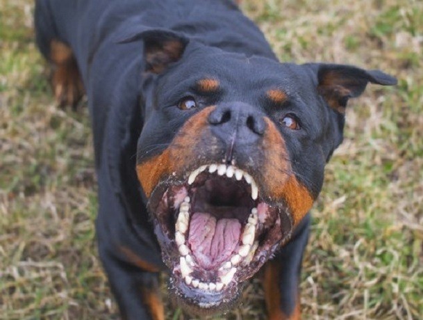 Rottweiler on the street. Without rudder or sails - My, Be aware of dogs, Dog, Shot