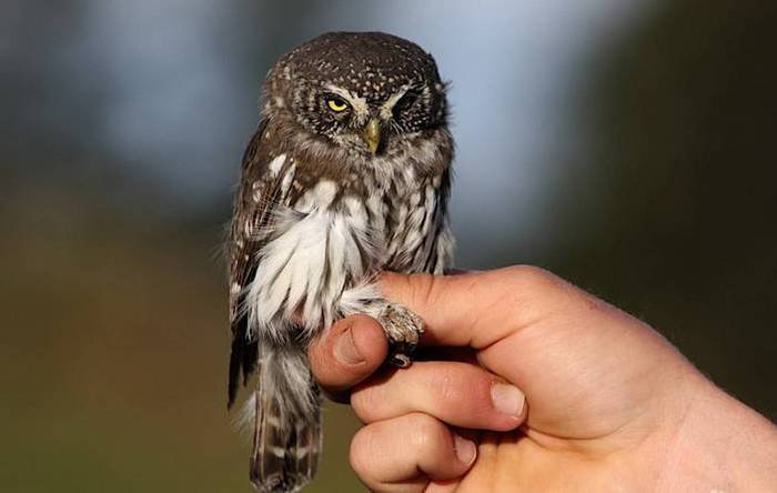 Sparrow Owl - Sparrow owl, Birds, Ornithology, Elementy ru, Owl, Owl