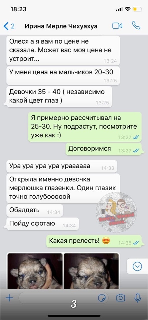 Мошенничество при продаже щенков - Помски, Мошенничество, Недобросовестный заводчик, Обманщики, Лига юристов, Длиннопост, Юридическая помощь