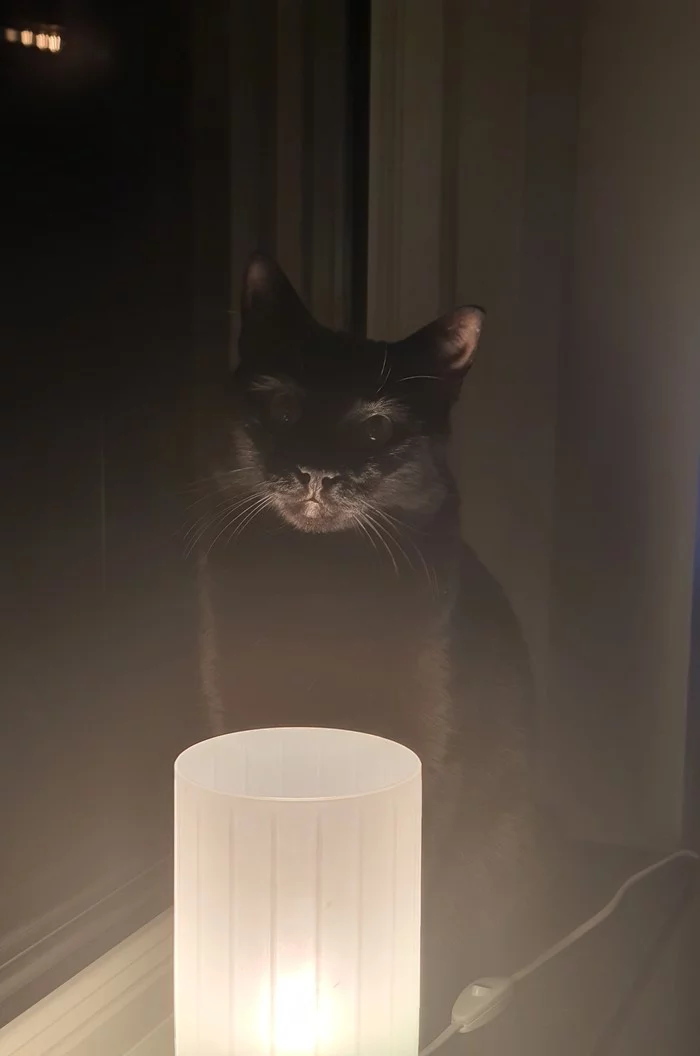 My cat lamp - My, cat, Лампа, The photo, Cat with lamp