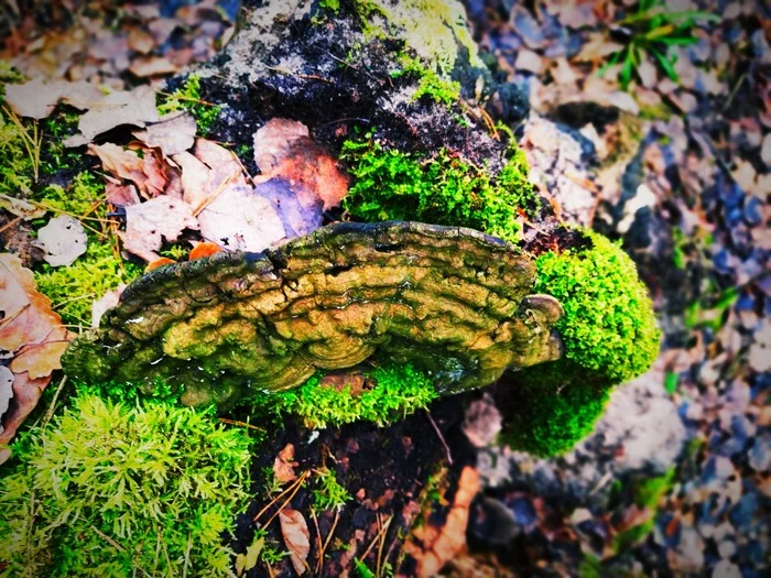 Mushroom - My, Forest, Mushrooms, The photo, Photo on sneaker