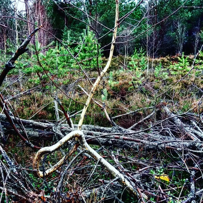 Birch and the thirst for life - My, Forest, White birch, A life, The photo, Photo on sneaker