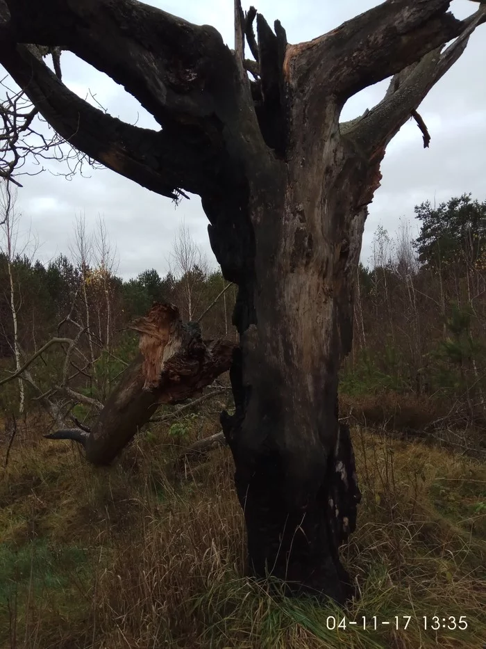 This is what happens to an old tree when lightning strikes its target - My, Tree, Forest, Lightning