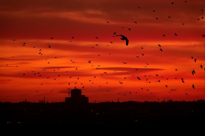 Birds - My, Sunset, Birds, Landscape