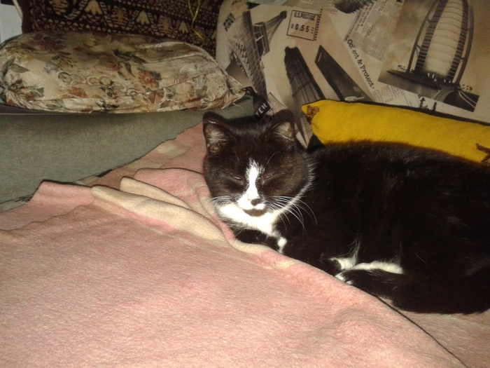 Котик мурчик