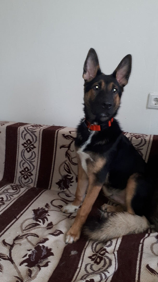 The puppy who chewed the compass is looking for his home. St. Petersburg and Leningrad region - My, Dog, In good hands, Help, No rating, Saint Petersburg, Leningrad region, Longpost, Puppies