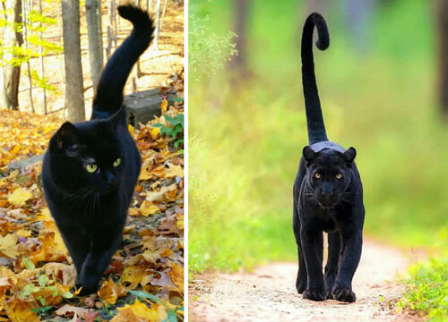 Jokers have proven that black cats have a lot in common with their wild counterparts - Animals, Big cats, Black Panther, Comparison, Longpost, cat, Jaguar