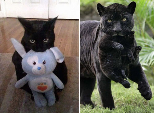 Jokers have proven that black cats have a lot in common with their wild counterparts - Animals, Big cats, Black Panther, Comparison, Longpost, cat, Jaguar