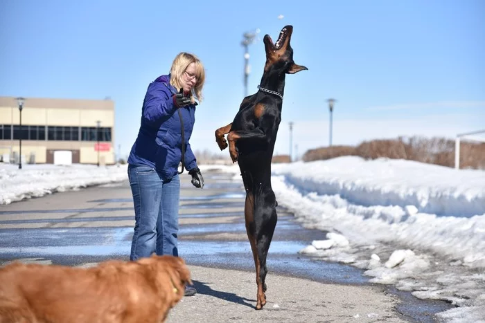 My dogs are Doberman and Collie - My, Doberman, Collie, Longpost, Dog