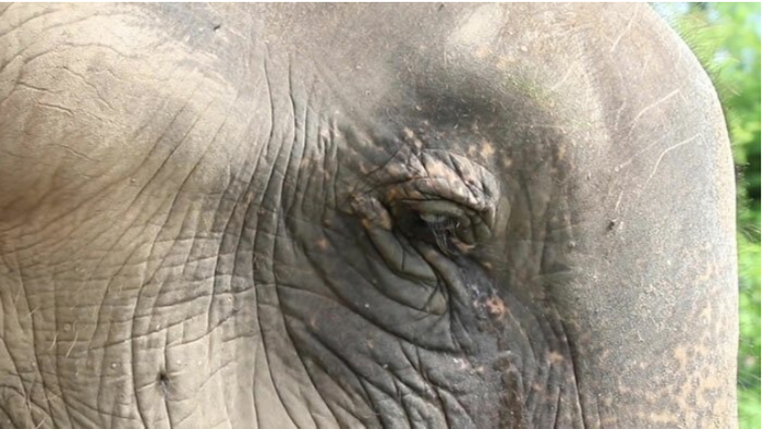 Чудесная реакция слепой слонихи на звуки пианино Видео, Слоны, Животные, Музыка, Заповедник, Длиннопост