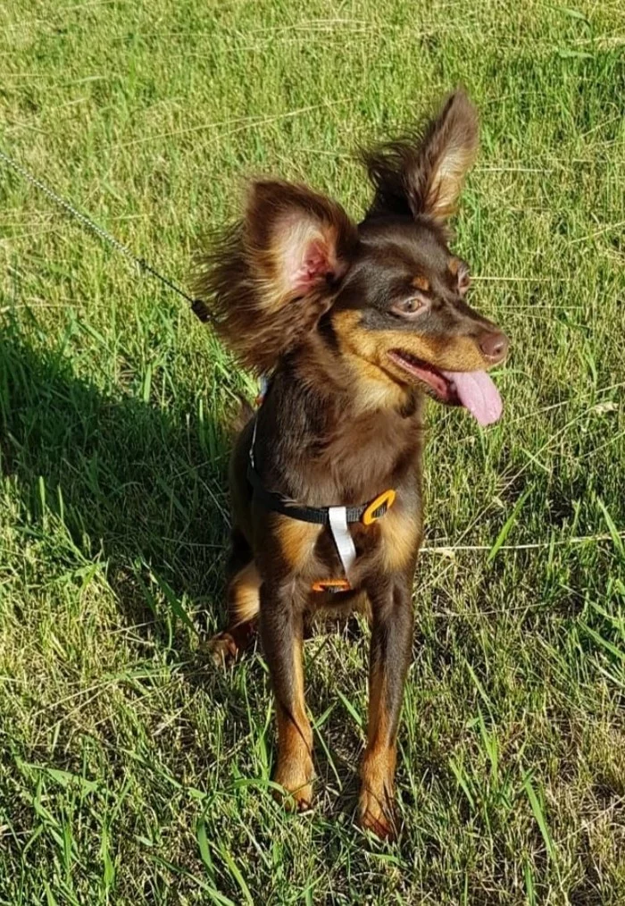 Your face when you eat your mom's pancakes - My, Russian Toy Terrier, Dog, Toy Terrier, Russian Toy, Longpost