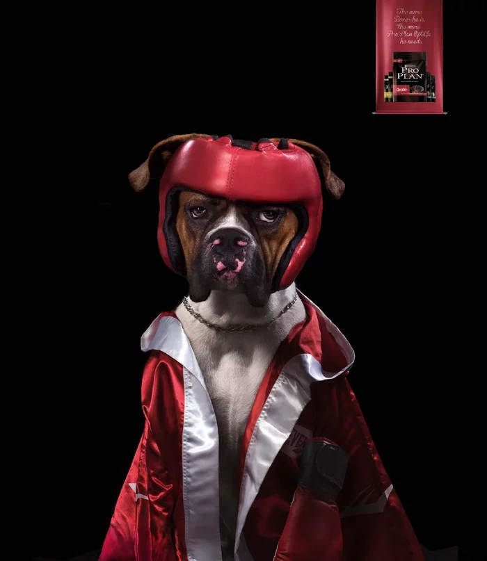 The bigger your Boxer, the more Pro Plan OptiLife he needs. - PRO Plan, Advertising, Boxer, Dog food