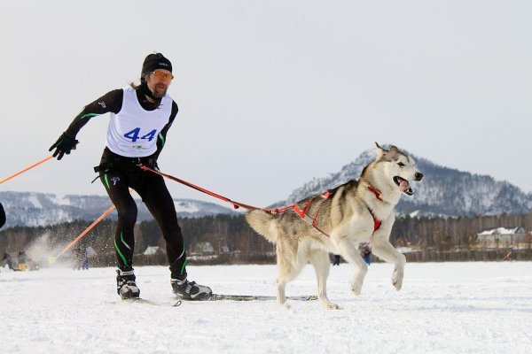 Sledding sport with a dog. Is everything as simple as it seems? - My, Dog, Alaskan Malamute, Riding sports, Sport, Cycling, Sled, Dog sled, Longpost