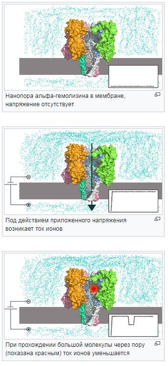 Томас Кран о секвенировании генома - Моё, Генетика, Популяционная генетика, Секвенирование, ДНК, Генеалогия, Видео, Длиннопост