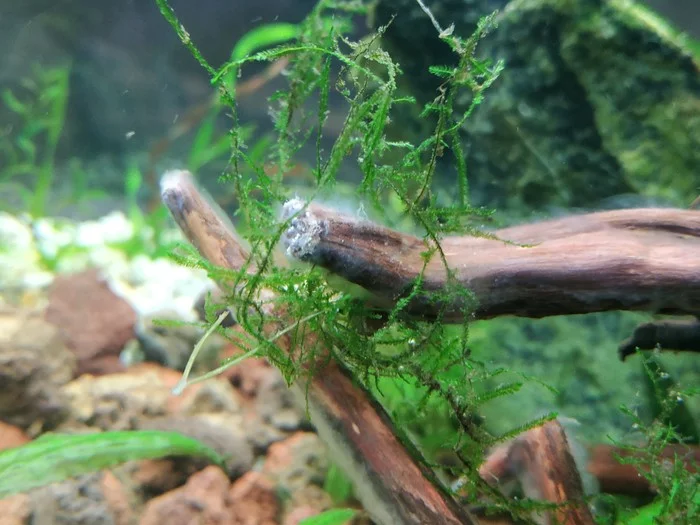 What kind of fouling is on driftwood? - My, Seaweed, Snag