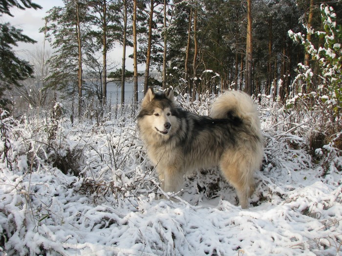 Зимняя сказка Собака, Аляскинский маламут