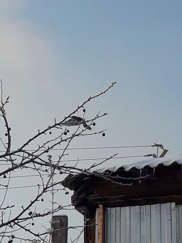 I took a photo on my body) It’s a pity that it’s so bad... - My, What kind of bird?, Krasnoyarsk, Mobile photography, Longpost, Birds