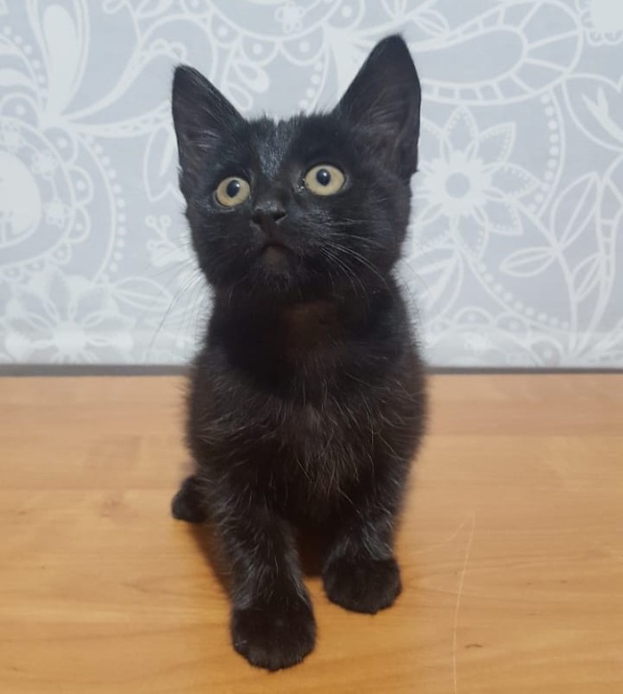Hellcat стоковый Черный кот, Милота, Кот, Котята