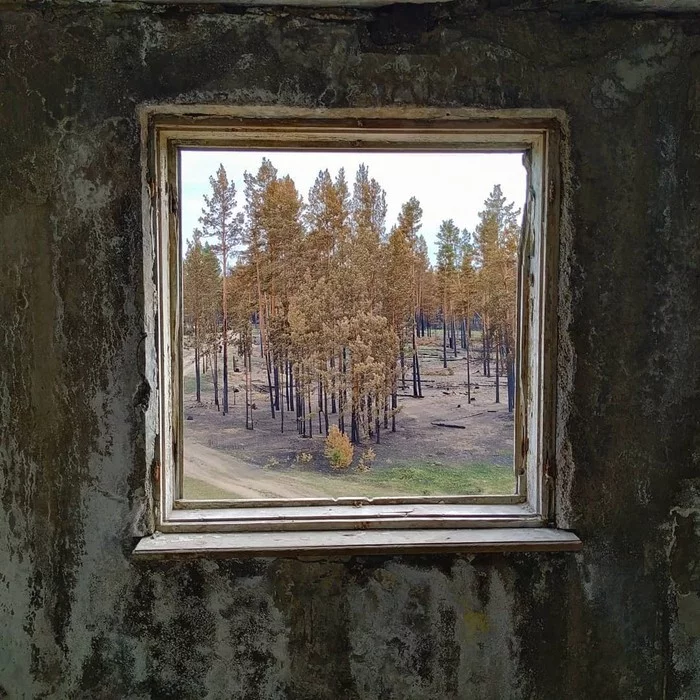 Picture on the wall - The photo, Forest, Abandoned, Landscape, Painting, Window