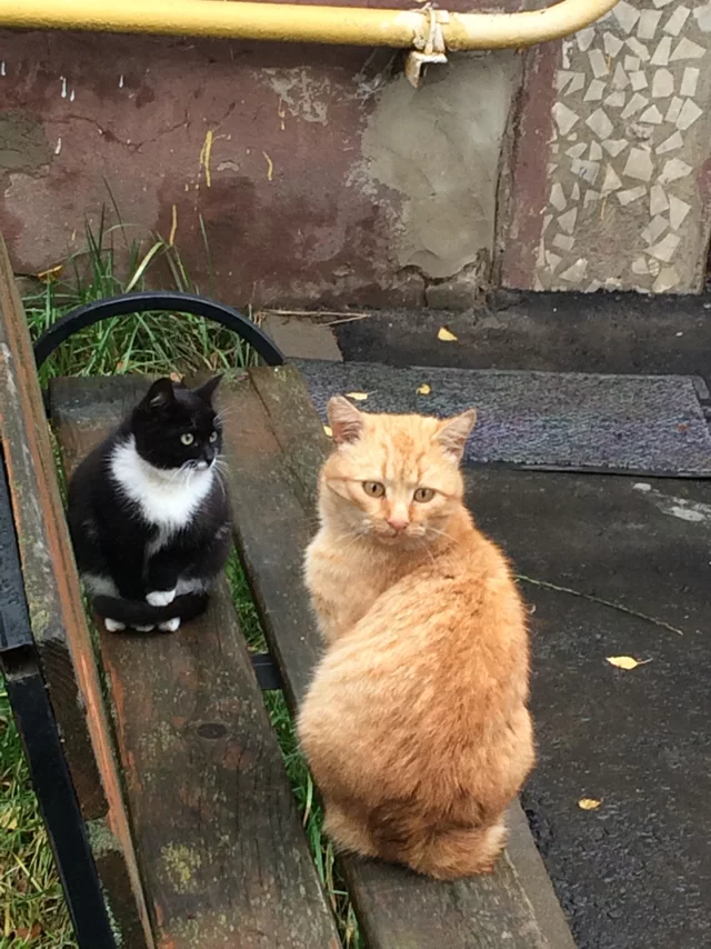 The plump kitty kept looking at the redhead) - My, cat, Love, Black cat, Friendzone, Longpost