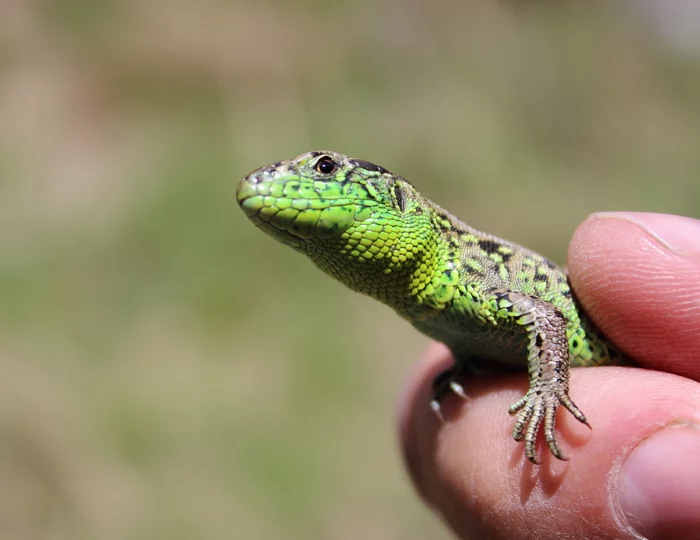 Lacerta agilis - Sandy lizard - My, Altai Republic, Jumping lizard, Nature