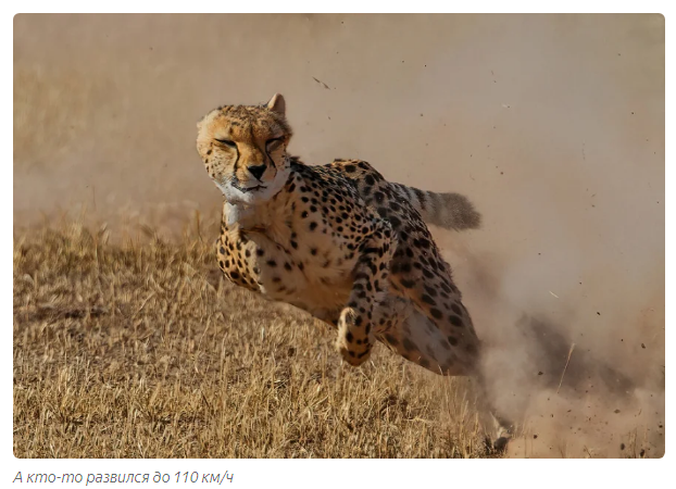 Predator vs. Prey Arms Race: Who Will Win? - Animals, Informative, Moscow Zoo, Yandex Zen, Longpost, Predator, Mining